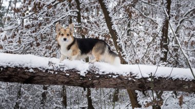 Köpek Galce Corgi Pembroke kış ormanda bir yürüyüş.