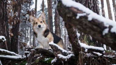 Köpek Galce Corgi Pembroke kış ormanda bir yürüyüş.