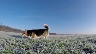 Yavaş çekim. Köpek Galler Corgi Pembroke çalışır, yürür, yeşil alan, neşe hoarfrost ile kaplı.