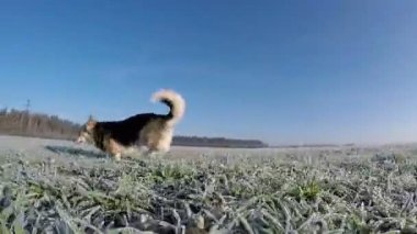 Yavaş çekim. Köpek Galler Corgi Pembroke çalıştırır, neşe bir alanında, hoarfrost ile.