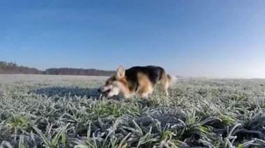 Yavaş çekim. Köpek Galler Corgi Pembroke çalışır, yürür, yeşil alan, neşe hoarfrost ile kaplı.