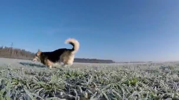 Langsame Dreharbeiten. Hund wales corgi pembroke läuft, tobt auf einem Feld, mit Raureif. — Stockvideo