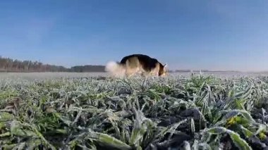 Yavaş çekim. Video mizah. Sonuna kadar inceleyin. Köpek Galler Corgi Pembroke çalışır, yürür, yeşil alan, neşe hoarfrost ile kaplı.