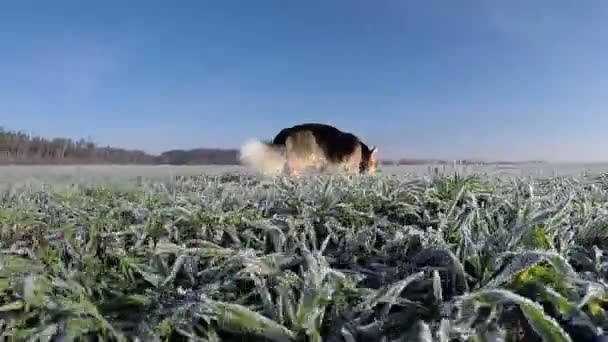 慢射视频幽默 检查到结束 狗威尔士犬彭布罗克奔跑 在一个绿色的田野上嬉戏 覆盖着霜 — 图库视频影像