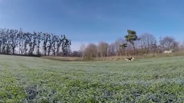 Långsam skytte. Hund Wales Corgi Pembroke körningar, upptåg på ett fält, med rimfrost. — Stockvideo