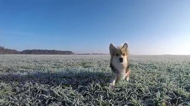 Disparo Lento Dog Wales Corgi Pembroke Corre Caminha Brinca Campo — Vídeo de Stock