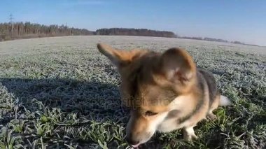 Ağır çekim. Galce Corgi Pembroke komutları 