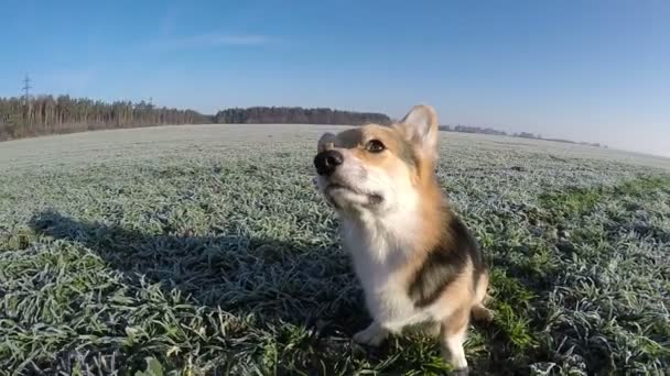 Au ralenti. Welsh Corgi Pembroke exécute les commandes "délicatesse sur le nez ". — Video