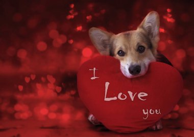 Kırmızı bir arka plan üzerinde kırmızı bir kalp ile güzel sevgi dolu köpek.