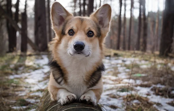 美しい冬の森での散歩に犬ウェルシュ ・ コーギー ・ ペンブローク. — ストック写真