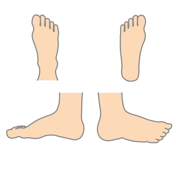 Right human foot — Stock Vector