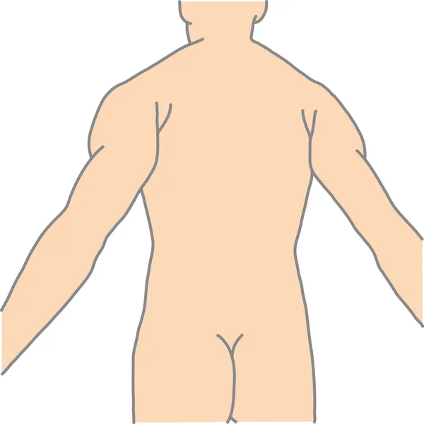 Espalda humana y columna vertebral — Archivo Imágenes Vectoriales