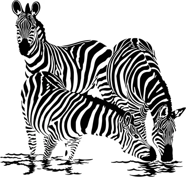 Tre zebror dricker vatten — Stock vektor