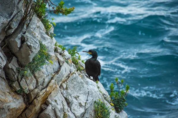 Black seagull. Trieste. Near Miramare Castle — Stock Photo, Image