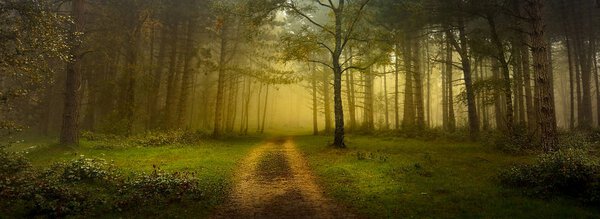 Path or road through the forest with yellowish fog and tree trunks and little patch of grass in the foreground