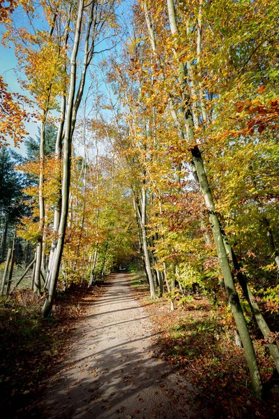 Bouleau argenté dans la nature — Photo