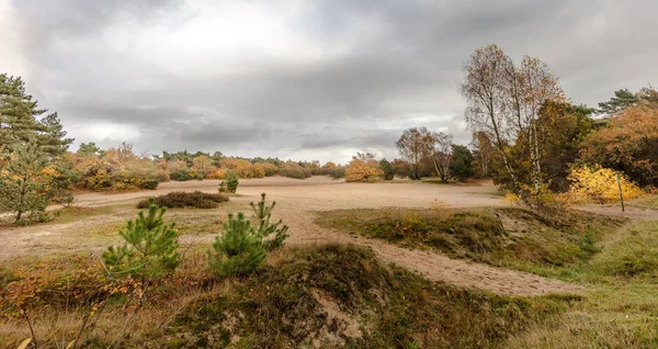 Duinen en bomen — Stockfoto