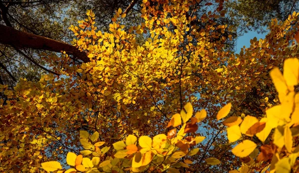 五颜六色的叶子在 autmn — 图库照片