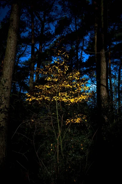 Feuilles colorées en autmn — Photo