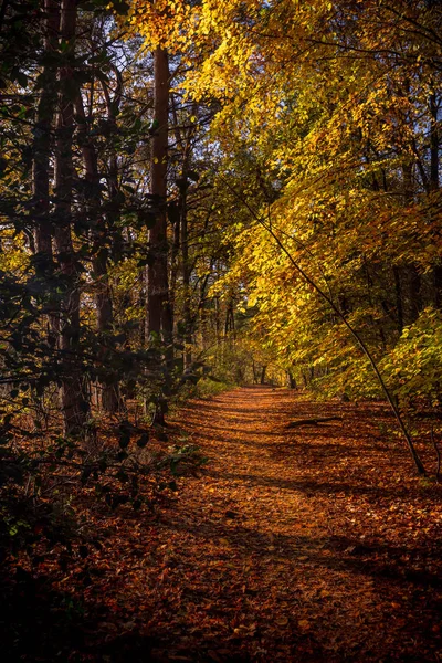 Sentier forestier en automne — Photo