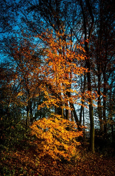 As cores do outono estão aqui — Fotografia de Stock