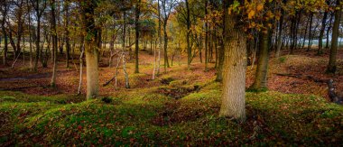 Ormandaki orman sahne