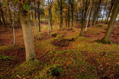 Ormandaki orman sahne