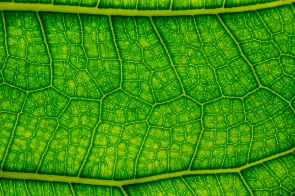 A juicy green leaf on which the veins and cells are viewed.