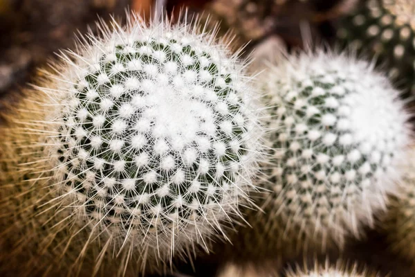 Cactus plants or Astrophytum asterias is a species of cactus plant in the genus Astrophytum at cactus farm. Nature Green Cactus Pot. Cactus patterns. Cactus plants Astrophytum with blurred background.