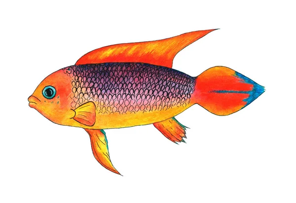 ชญา Agassizii ไฟแดง ภาพประกอบส ดคนแคระ ปลาพ าเขตร อนท คอลเลกช นของปลาท — ภาพถ่ายสต็อก