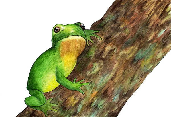 Ein Frosch Auf Einem Baum Sitzend Aquarell — Stockfoto