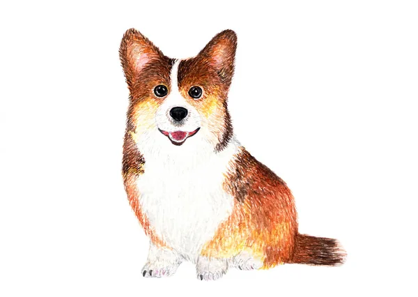 Welsh Corgi Pembroke Terrier Dog Watercolor Illustration Welsh Corgi Terriers — Stock Photo, Image