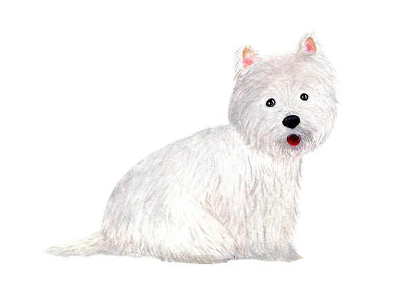 West Highland White Terrier Perro Ilustración Acuarela West Highland White — Foto de Stock