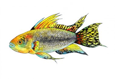 Tropikal balık apistogramma cacatuoides. Sulu boya resim. Bu bir tropikal balık apistogramma Kakadu, içinde belgili tanımlık akvaryum egzotik balık var. Moda Tekstil, moda tasarımı için yazdırma, poster için suluboya balık.