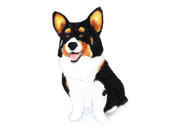 Welsh Corgi Cardigan Terier Akwarela Ilustracja Welsh Corgi Cardigan Czarno — Zdjęcie stockowe