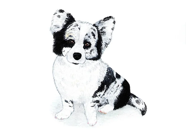 威尔士科吉羊毛衫 小猎犬 水彩插图 威尔士科吉羊毛衫 黑白相间的颜色 一只强壮结实的小爪子 — 图库照片