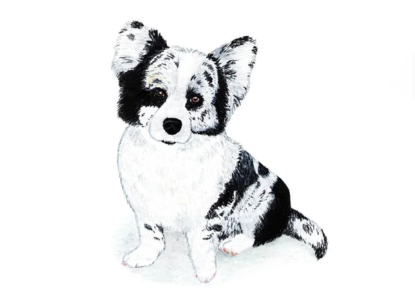 Welsh Corgi Cardigan Terier Akwarela Ilustracja Welsh Corgi Cardigan Czarno — Zdjęcie stockowe