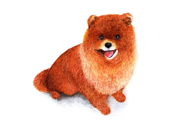 Pomeranian Pom Pom Watercolor Illustration Decorative Breed Dogs Dwarf Pomeranian — Stock Photo, Image