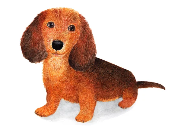 Dachshund Pelo Largo Ilustración Acuarela Perro Salchicha Pelo Largo Amigo — Foto de Stock