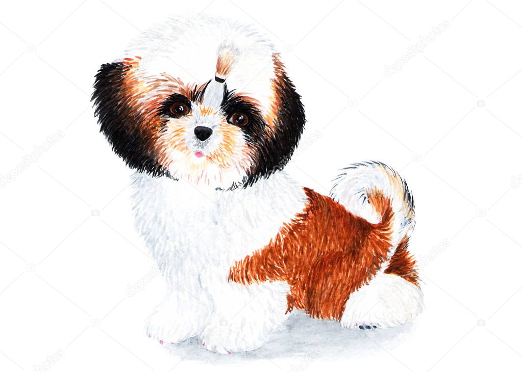 Puppy Shih Tzu with long hair. Watercolor illustration. Puppy Shih Tzu with braided bow. Lovely domestic pet. Drawing for the cover of the notebook, passports for animals, fabrics.