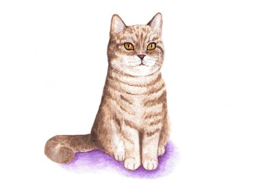 İngiliz kedi. Bir kedi portresi. Sulu boya resim. İngiliz kedi gururla oturur. Altın renk kat. Resimde beyaz arka plan üzerinde.