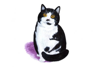 Beyaz bir arka plan üzerinde siyah ve beyaz kedi. Sulu boya resim. Kabarık ve şişman siyah ve beyaz kedi. Bir kedi baskı için portresi. Eskiz çizimler oluşturmak için.