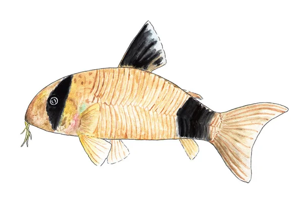 ปลาพ าโคร โดร สแพนด ปลาแมว ภาพประกอบส — ภาพถ่ายสต็อก