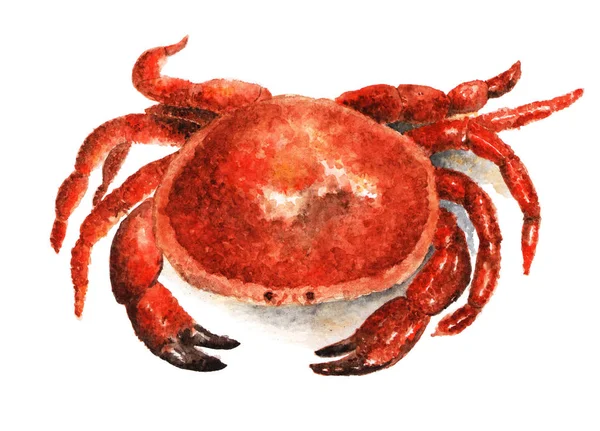 Krabba Akvarell Illustration Målade Vit Bakgrund Krabba Fisk Och Skaldjur — Stockfoto