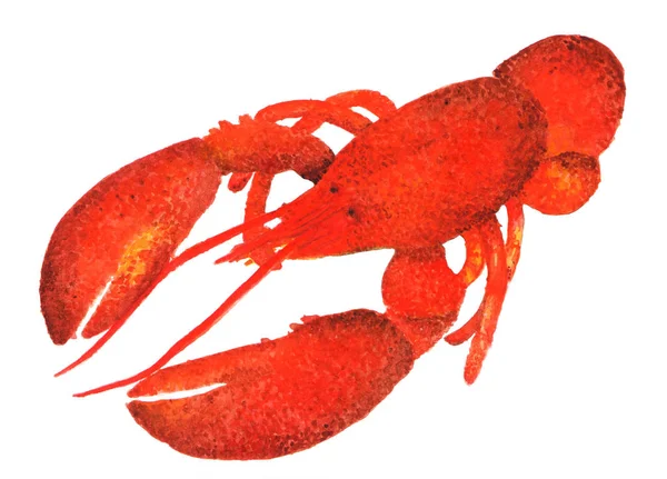 Lobster Ilustrasi Warna Air Lobster Makanan Laut Menggambar Untuk Kemasan — Stok Foto