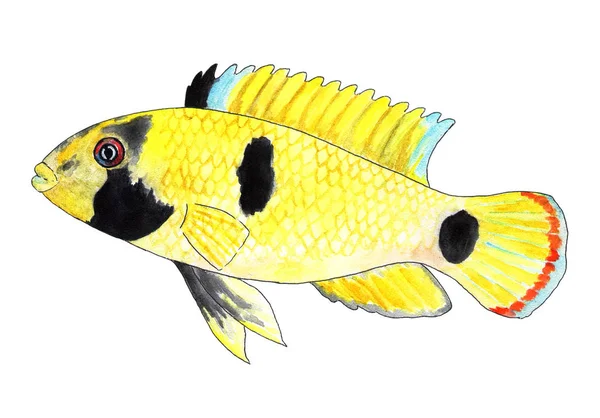 Apistogramma Nijsseni Panda Dwarf Cichlid Aquarium Fish Tropical Fish Watercolor — Stock Photo, Image