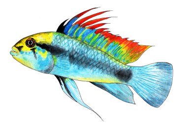 Apistogramma trifasciate. Cüce Çiklit. Akvaryum balık, tropikal balık. Sulu boya resim. Parlak tropikal balık. Çiklitleri ailesine ait. Adını balık için onun vücudunda üç şeritler tarafından verildi.