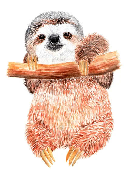 Sloth Est Accroché Une Branche Arbre Illustration Aquarelle Belle Paresseuse — Photo