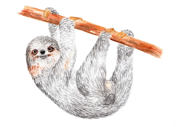 Sloth Rampe Long Une Branche Arbre Illustration Aquarelle Sloth Pend — Photo