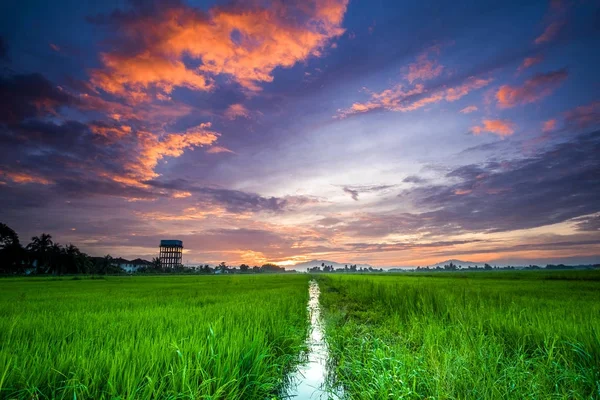 scenery of sunrise at paddy field in Penang,Malaysia. Soft focus,blur due to long exposure. Visible noise due to high ISO.